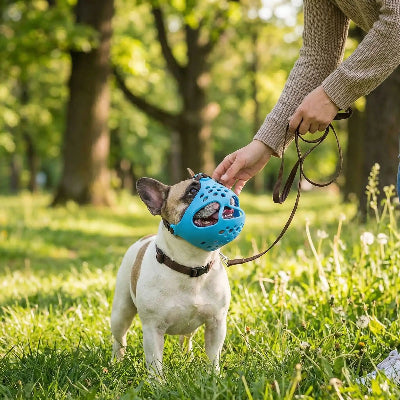 museliere bouledogue silicone souple bleu dans un parc maitre a cote