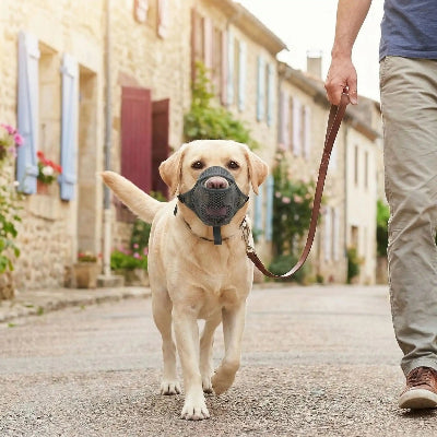 muselière cage chien assurance confort balade maitre