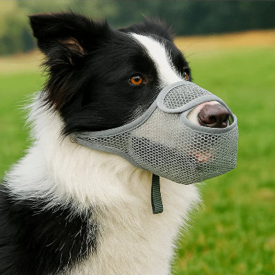 muselière cage chien assurance confort gris