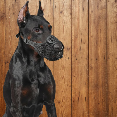 muselière cage chien assurance confort