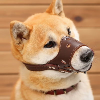 museliere chien cuir devant mur en bois dans le confort