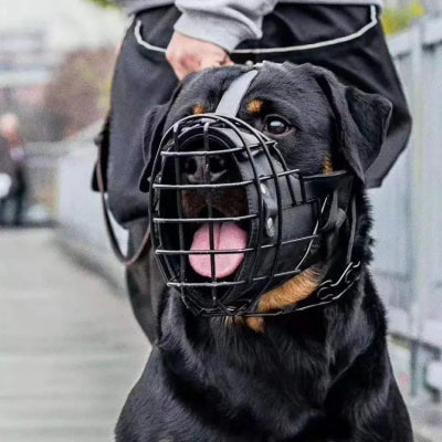 museliere chien cuir noir son maitre en arriere du chien