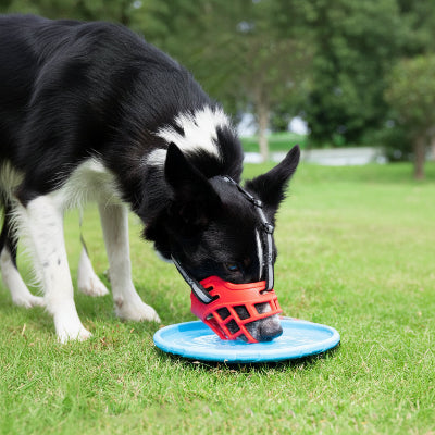 museliere chien rouge boire deau sur pelouse