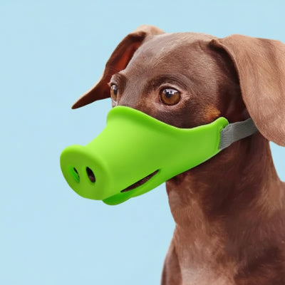 museliere chien vert et bleu cote a cote