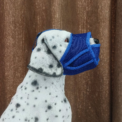 museliere chiot bleu devant une porte en bois