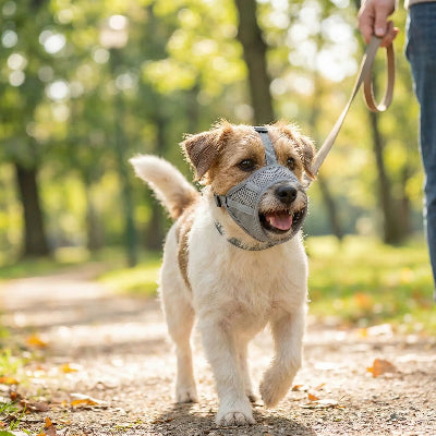 museliere chiot gris marche dans la foret