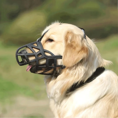 museliere chiot noir reflechissant chien prend marche