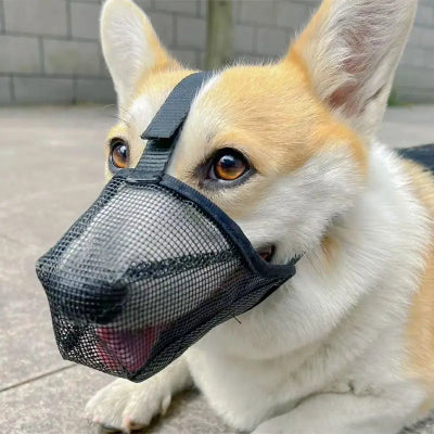 museliere chiot protection superieur noir