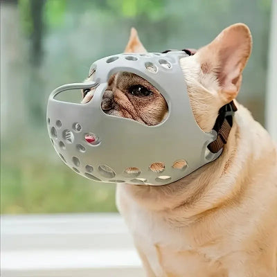 museliere grise chien se promene dans la rue