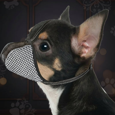 museliere petit chien noir devant mure beau decor