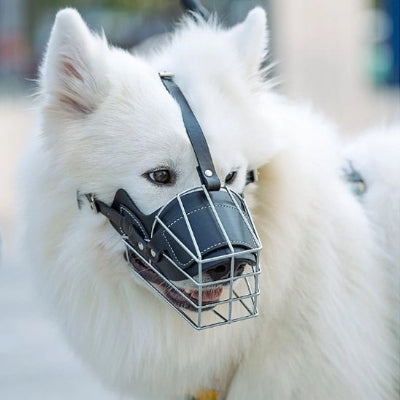 Muselière pour chien bien adapté dans son visage