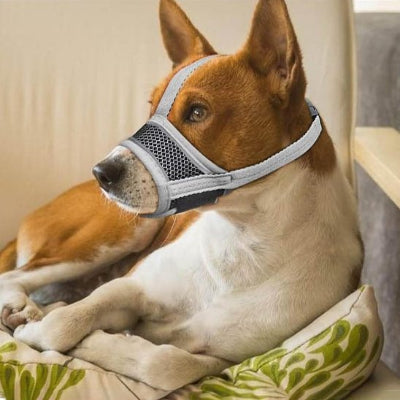Muselière pour chien gris couche dans son lit confortablement 
