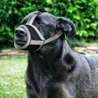 Muselière pour chien gris prends une marche bien fiere et confortable