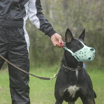 museliere pour chien gris vert balade maitre