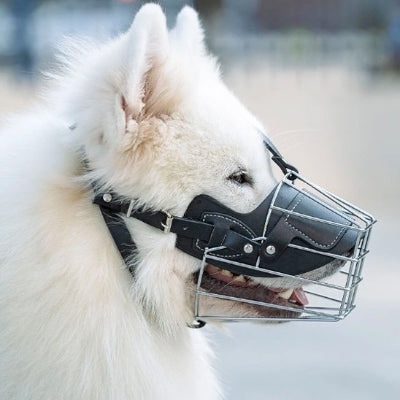 Muselière pour chien qui lui rend fiere et en sécurité 