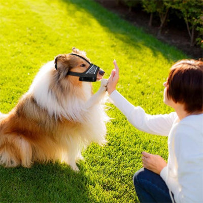 Muselière pour chien  sur la pelouse donne la patte maitre 
