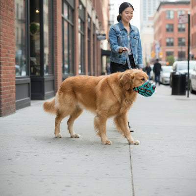 muselière pour chiot brachiconfort chien avec son maitre marche dans rue

