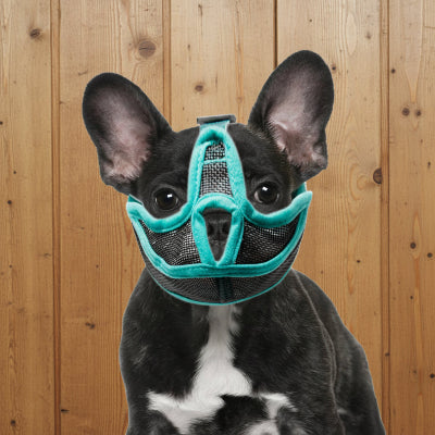 muselière pour chiot brachiconfort chien devant une porte en bois
