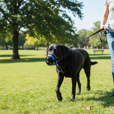 muselière pour chiot protection morsure bleu maitre au parc