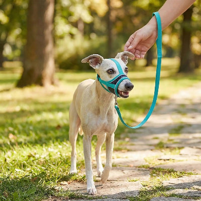 muselière pour chiot qualité ajustable balade avec son maitre