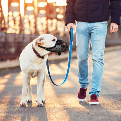 muselière pour petit chien relaxant balade a cote son maitre