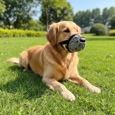 muselière pour yorkshire légère et confortable gris chien sur parc
