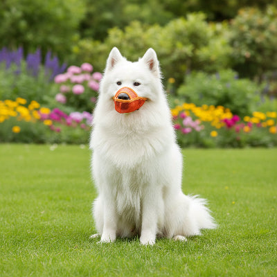muselière yorkshire design ergonomique orange chien assis sur la pelouse

