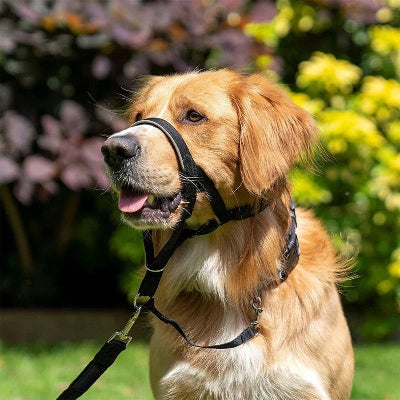 musoliere chien anti morsure noir marche dans la cours arbres en arriere