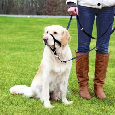 musoliere chien anti morsure noire assis sur la pelouse a cote de son maitre