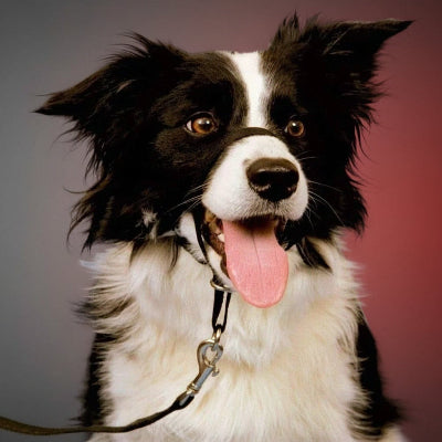 musoliere chien anti morsure reveille pret pour des promenade