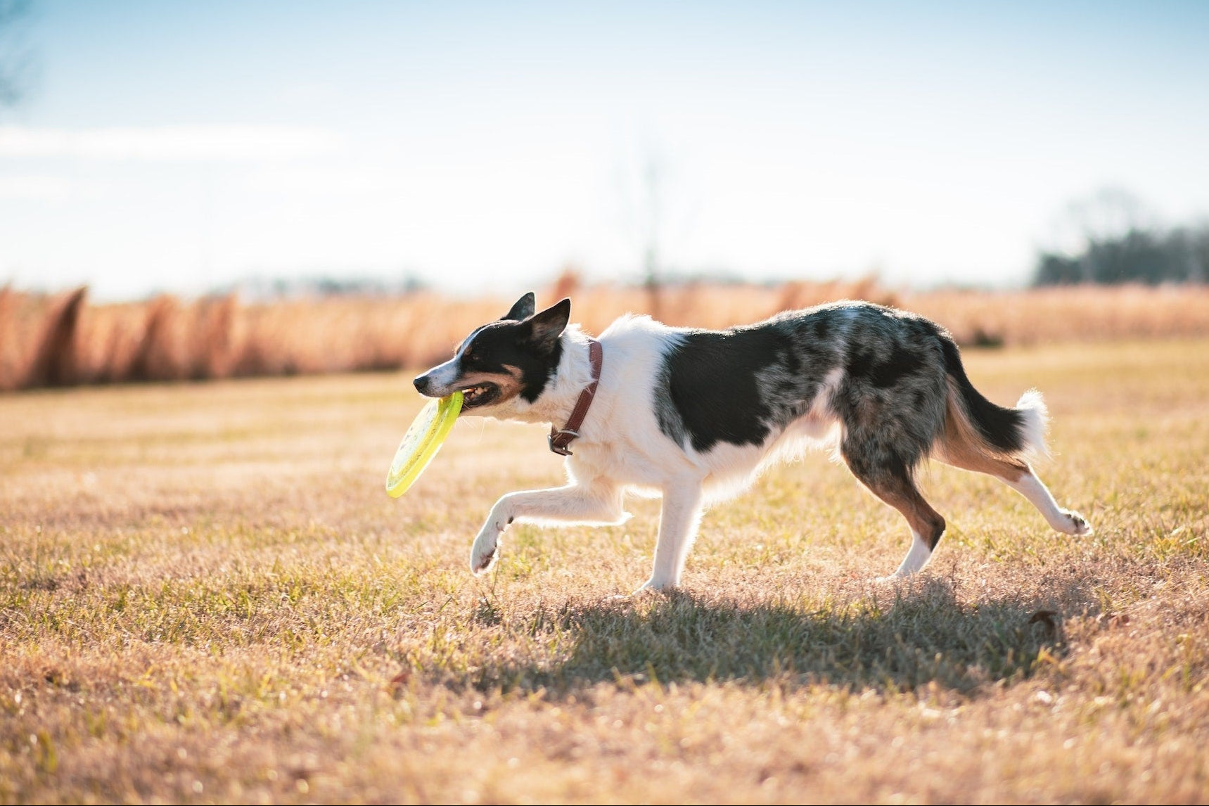 pexels-brixiv-nature