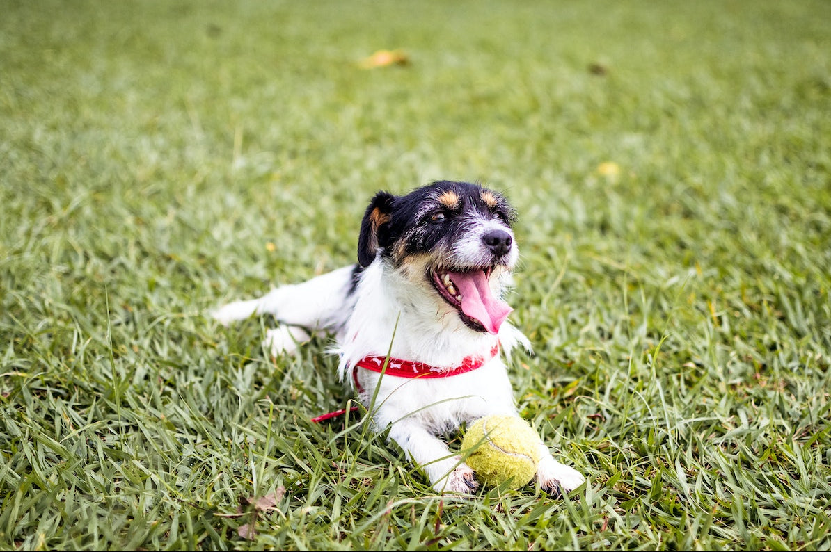 pexels osmar vasques