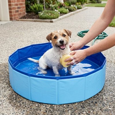 Piscine pour Chien maître et petit chien