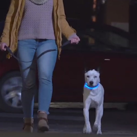 Collier Lumineux pour Chien