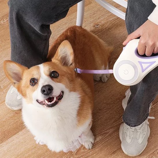 Laisse chien enrouleur | LED Nocturne