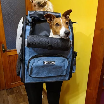 sac a dos chien conforme et sécurisant chien sur dos maitre devant la porte