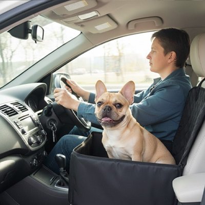 Siege auto pour chien noir stylé en avant auto maître 